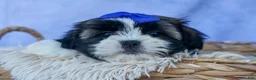 Shih Tzu dogs for sale: SAMSON - Ad 9