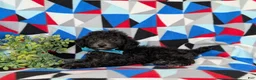 Toy Poodle dogs for sale: Brice 7 lbs full grown - Ad 5