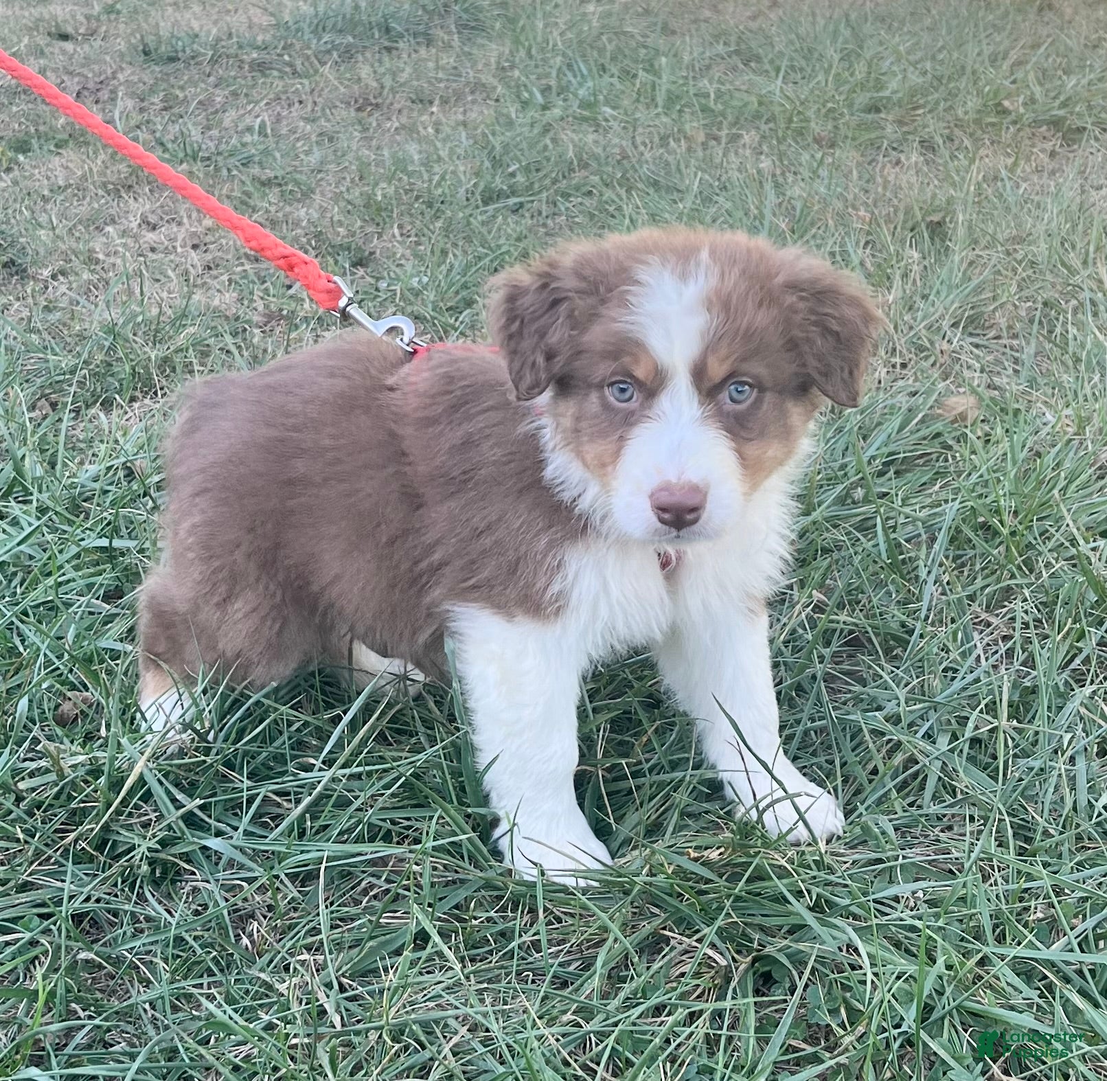 Australian Shepherd dogs Curlie - Ad 2