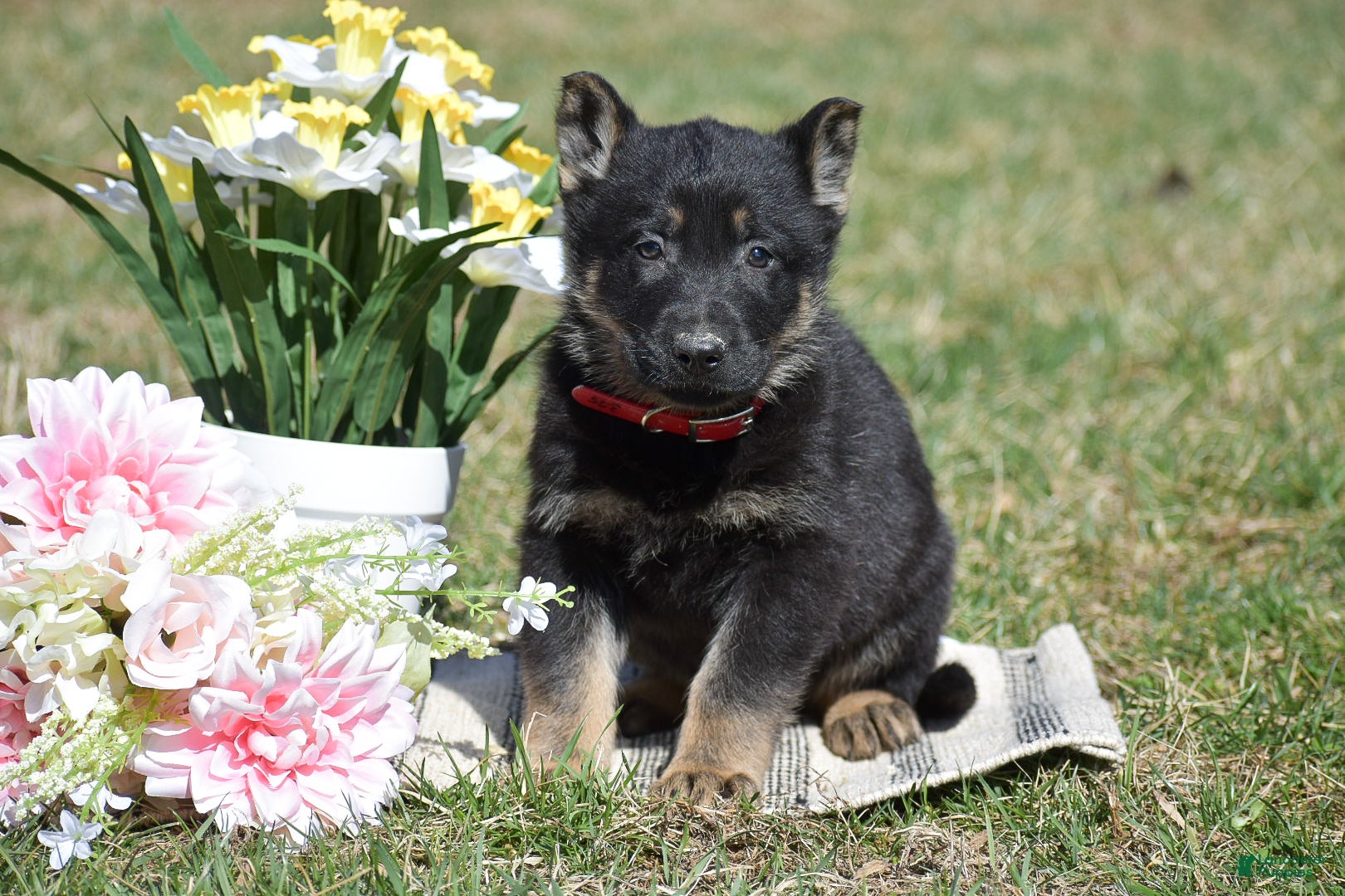 German Shepherd dogs Ethan - Ad 1