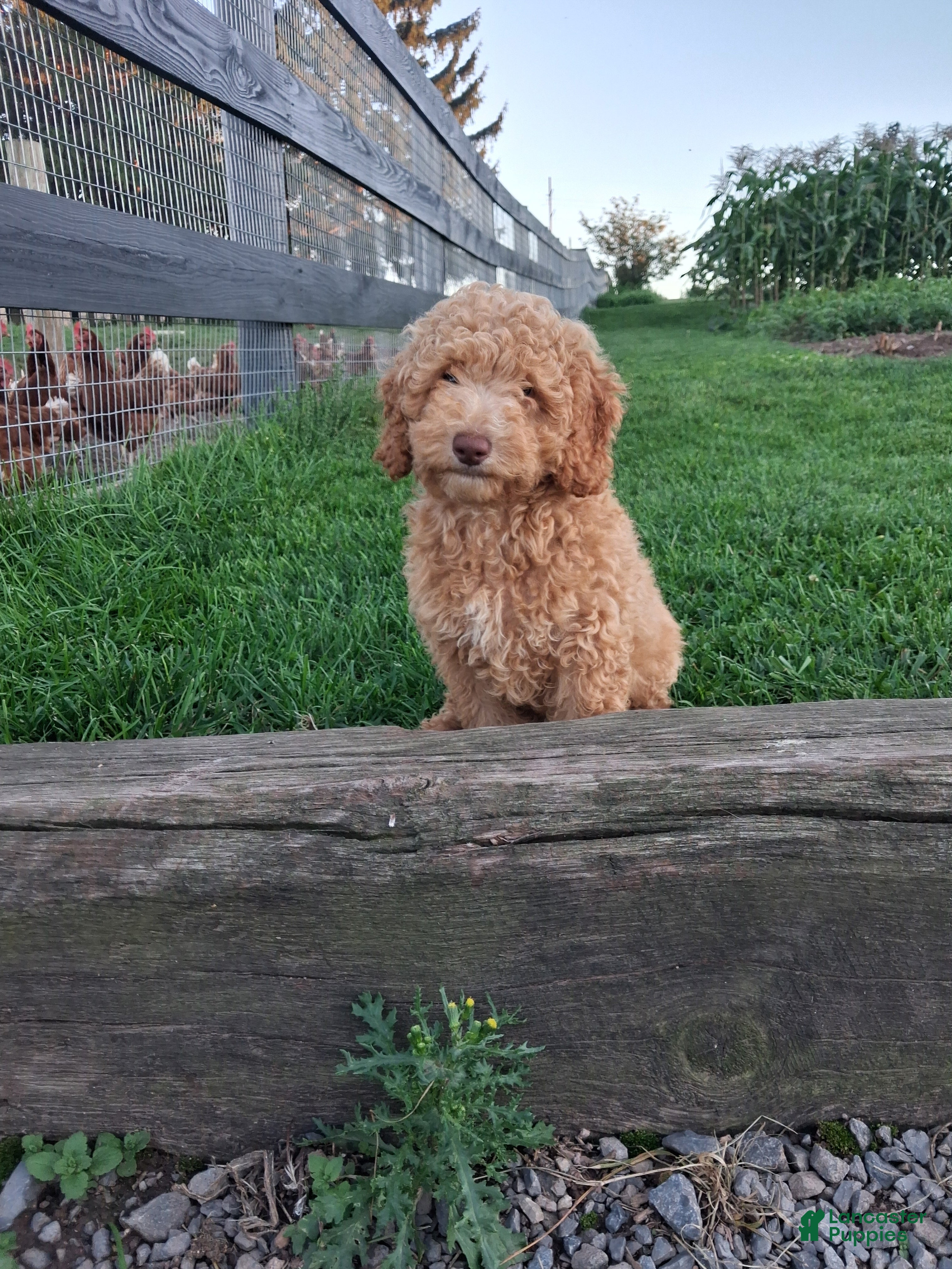 Miniature Poodle dogs Alex - Ad 1