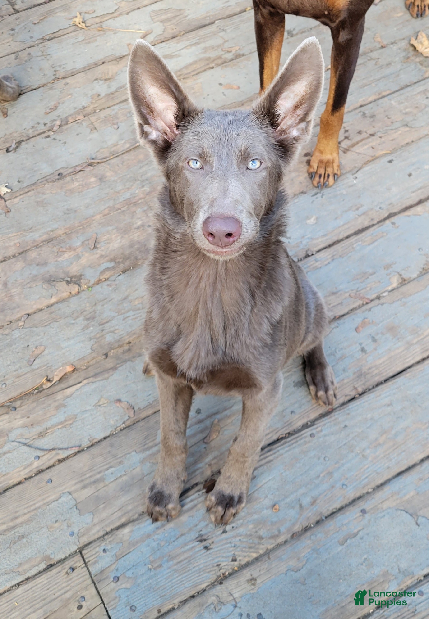 German Shepherd dogs German Shepherd Puppy 1 - Ad 15