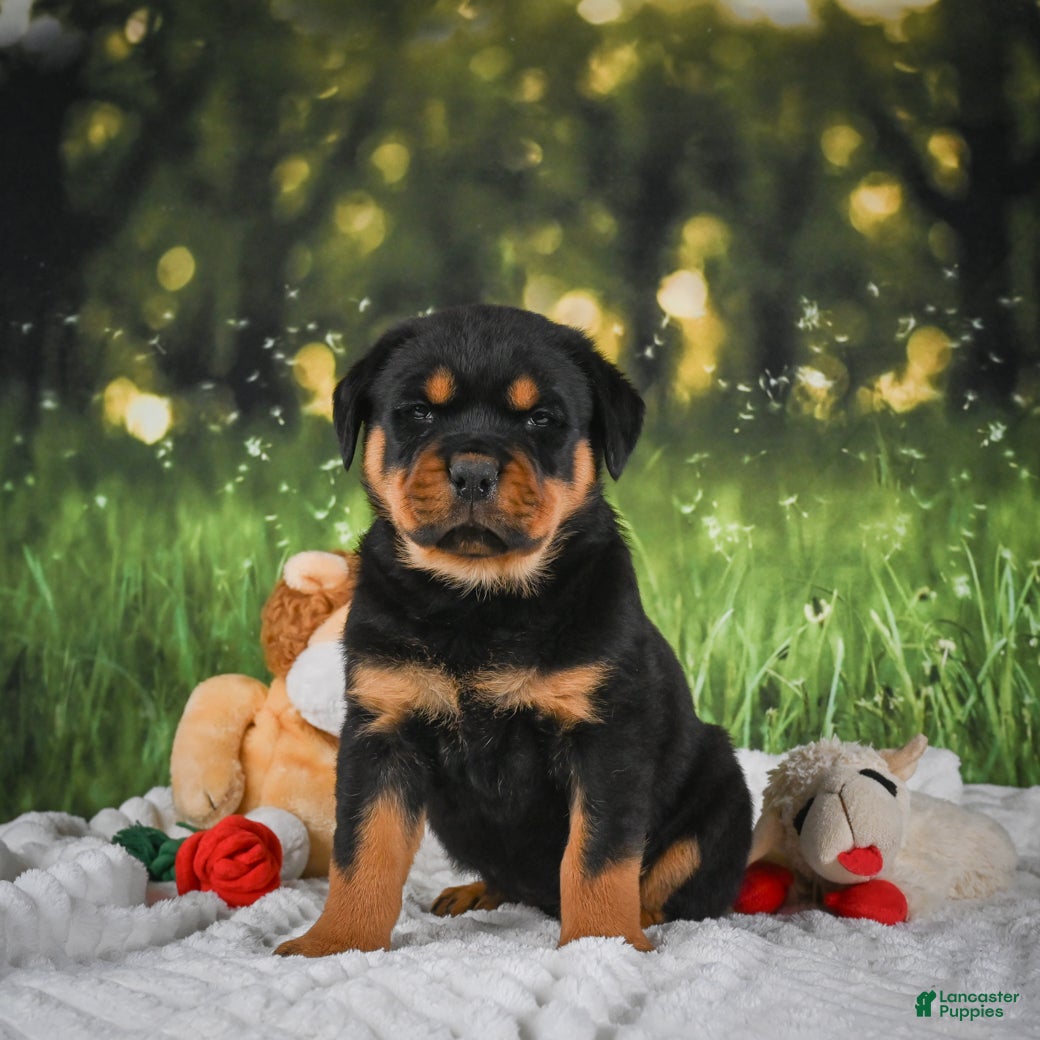 Rottweiler dogs Kai - Ad 2