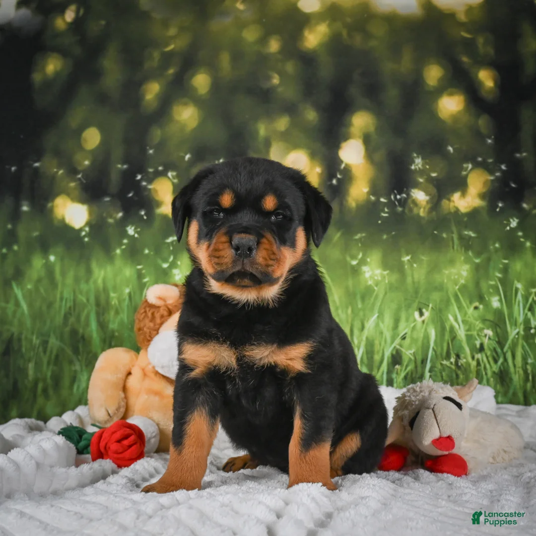 Rottweiler dogs for sale: Kai - Ad 2