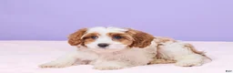 Cavapoo dogs for sale: Clementine - Ad 4