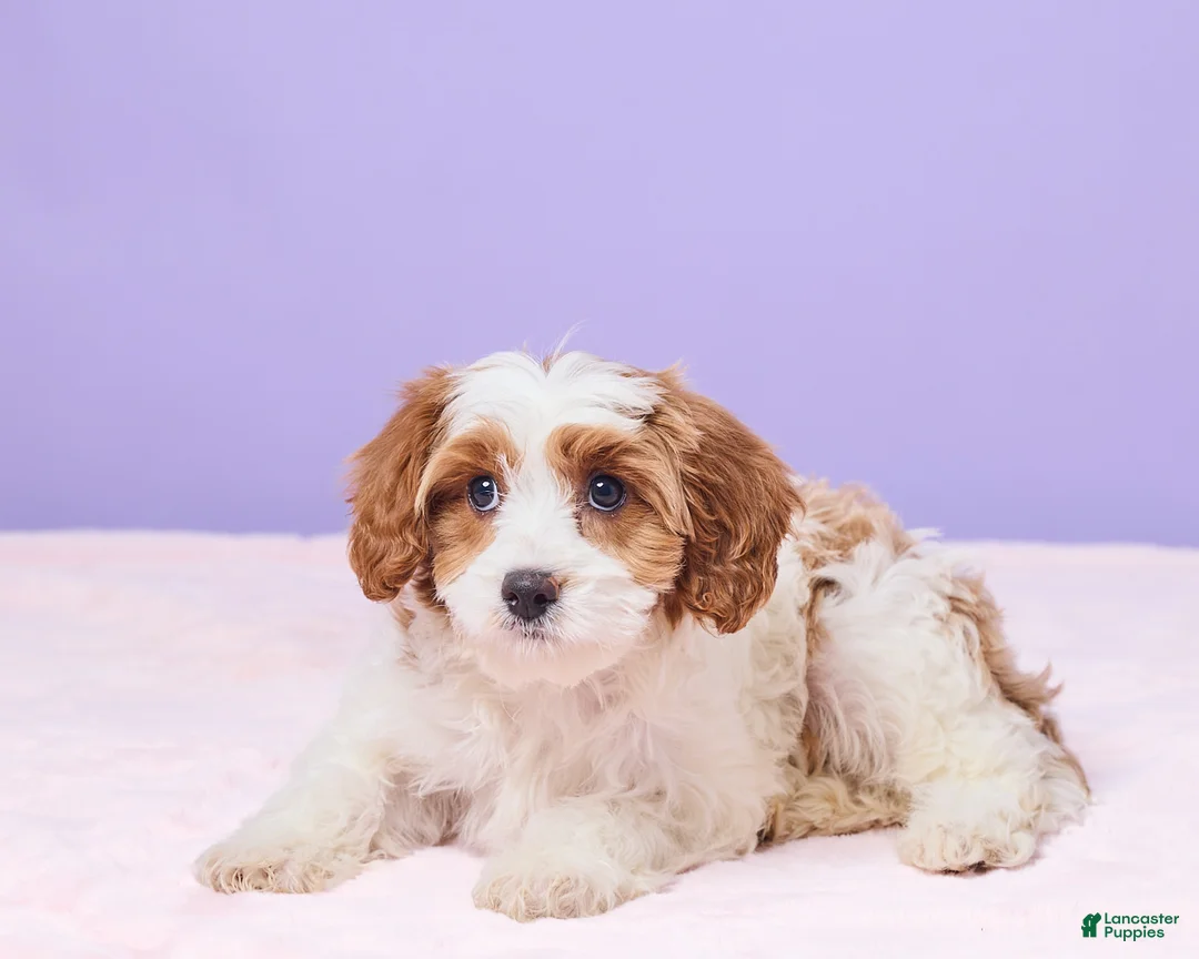 Cavapoo dogs for sale: Clementine - Ad 4