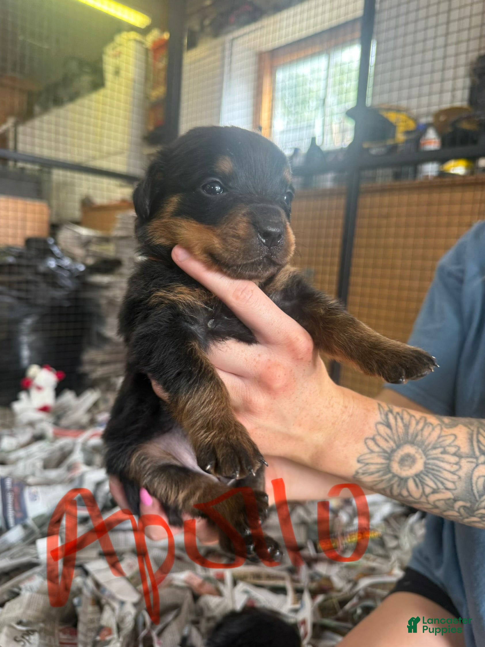 Rottweiler dogs Rottweiler 5 - Ad 4