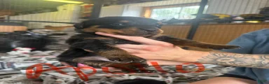 Rottweiler 5