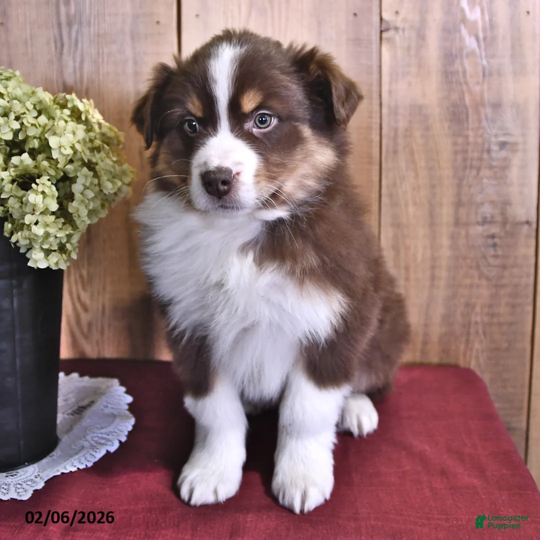 Australian Shepherd dogs for sale: Captain - Ad 1