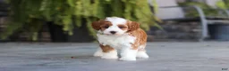 Cavapoo dogs for sale: Pumpkin - Ad 15