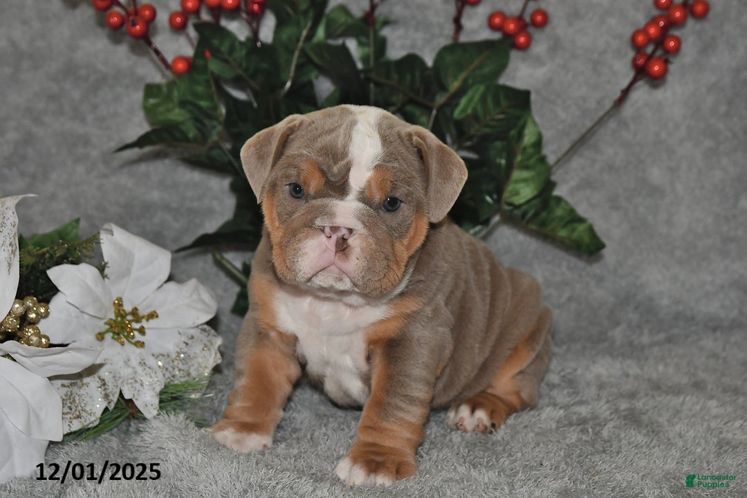 English Bulldog dogs for sale: Suntastic - Ad 5
