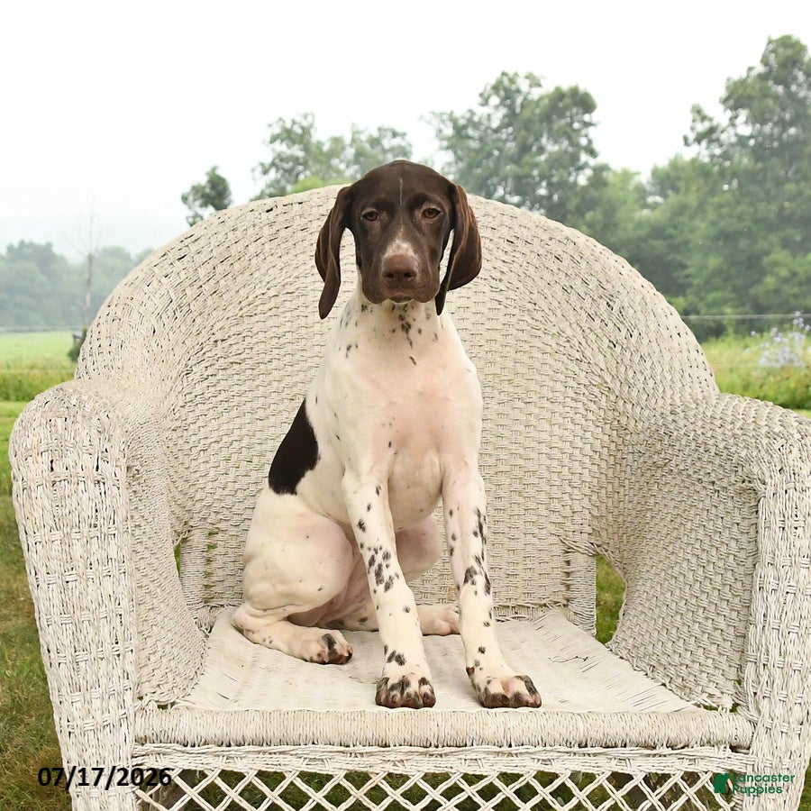 German Shorthaired Pointer dogs Gem  - Ad 1