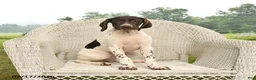 German Shorthaired Pointer dogs for sale: Gem  - Ad 1