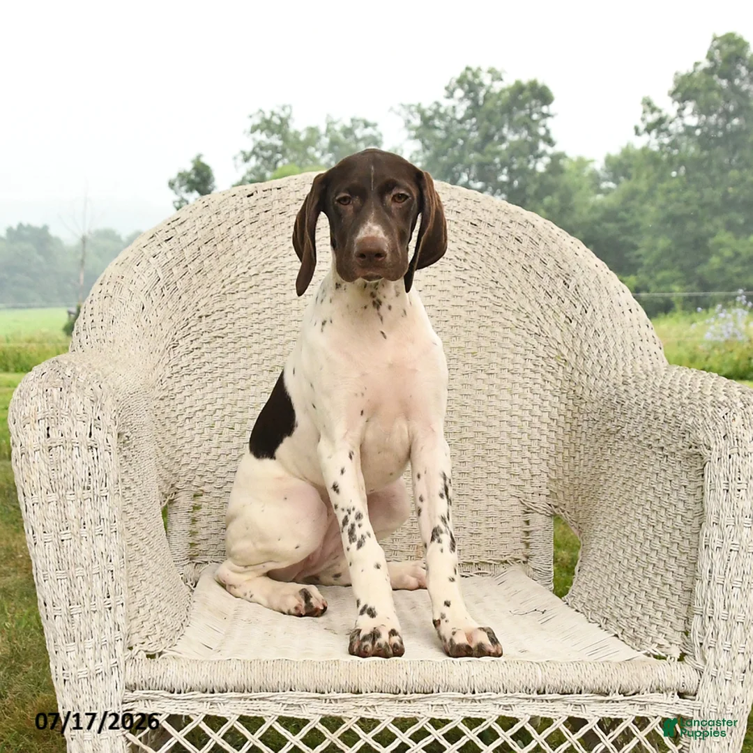 German Shorthaired Pointer dogs for sale: Gem  - Ad 1
