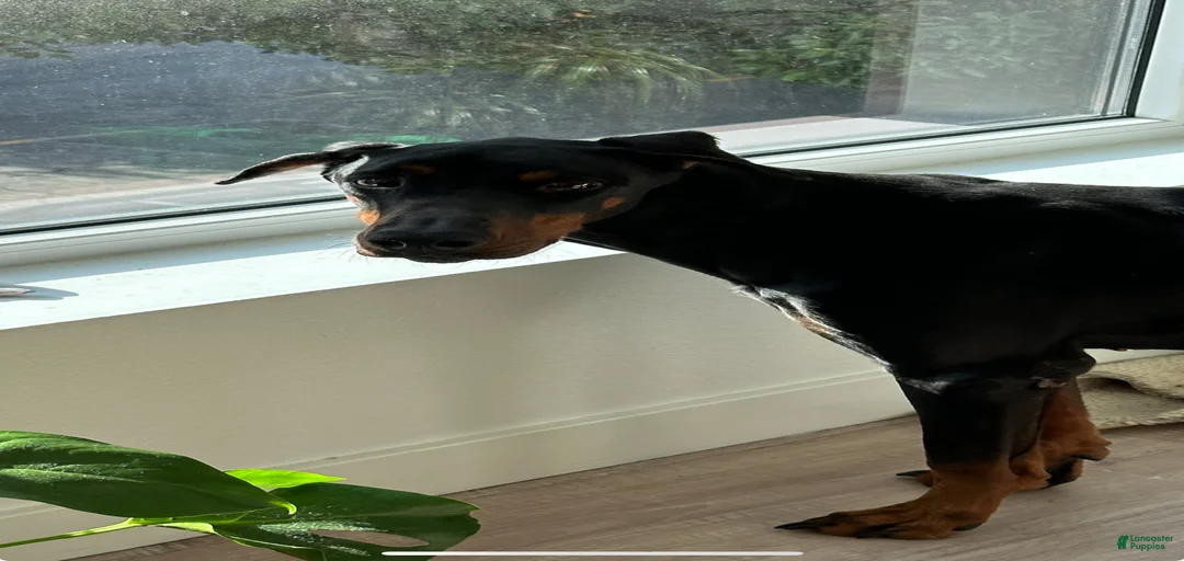 Gallery Image {{count}}