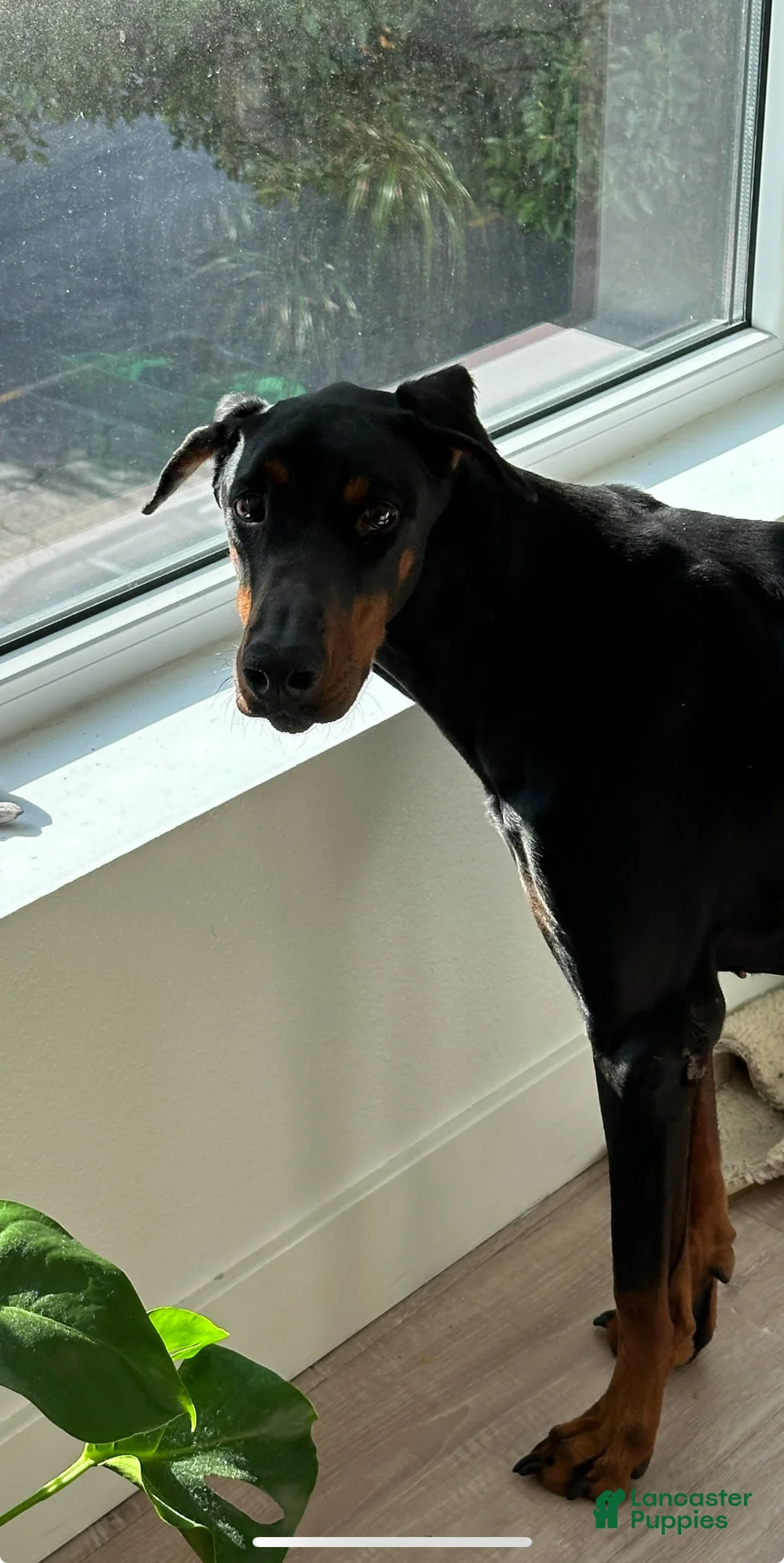 Gallery Image {{count}}