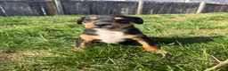 Mixed Breed dogs for sale: Freya - Ad 7