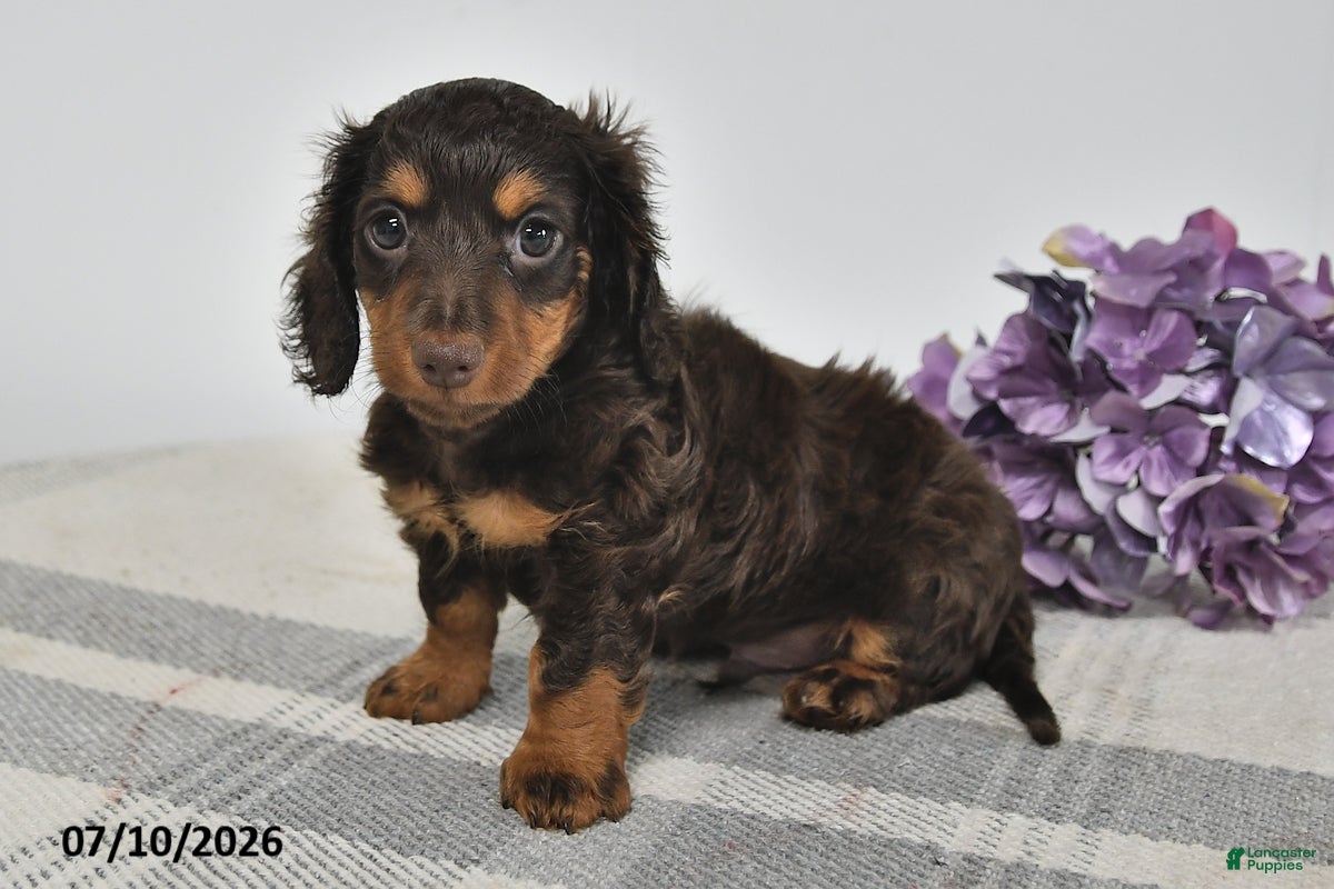 Miniature Dachshund dogs Alex - Ad 2