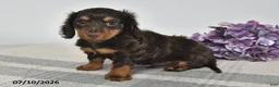 Miniature Dachshund dogs for sale: Alex - Ad 2
