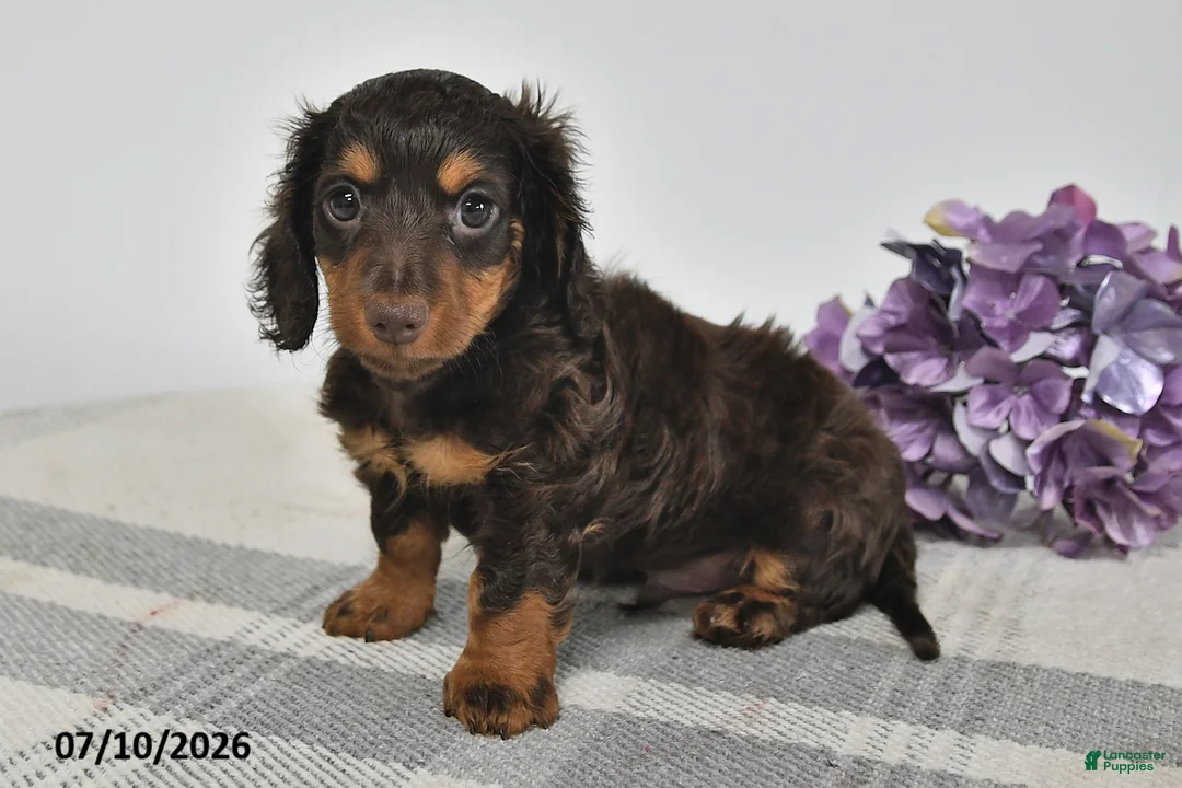 Miniature Dachshund dogs for sale: Alex - Ad 2