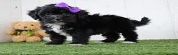 Teddy Bear dogs for sale: Stacey - Ad 3