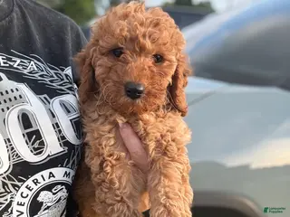 Mini Goldendoodle dogs Mini Goldendoodle 4 - Ad 35