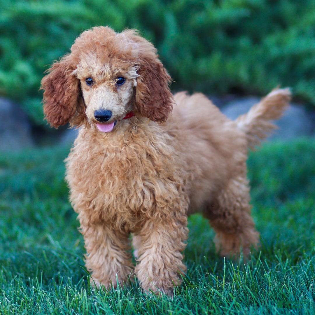 Standard Apricot Poodle Puppies For Sale Parti Poodle Standard
