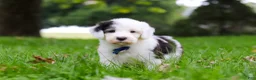Sheepadoodle dogs for sale: Thomas - Ad 4