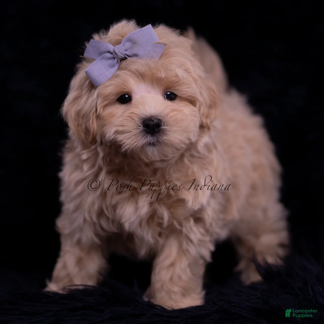 Maltipoo dogs for sale: Muffin - Ad 5