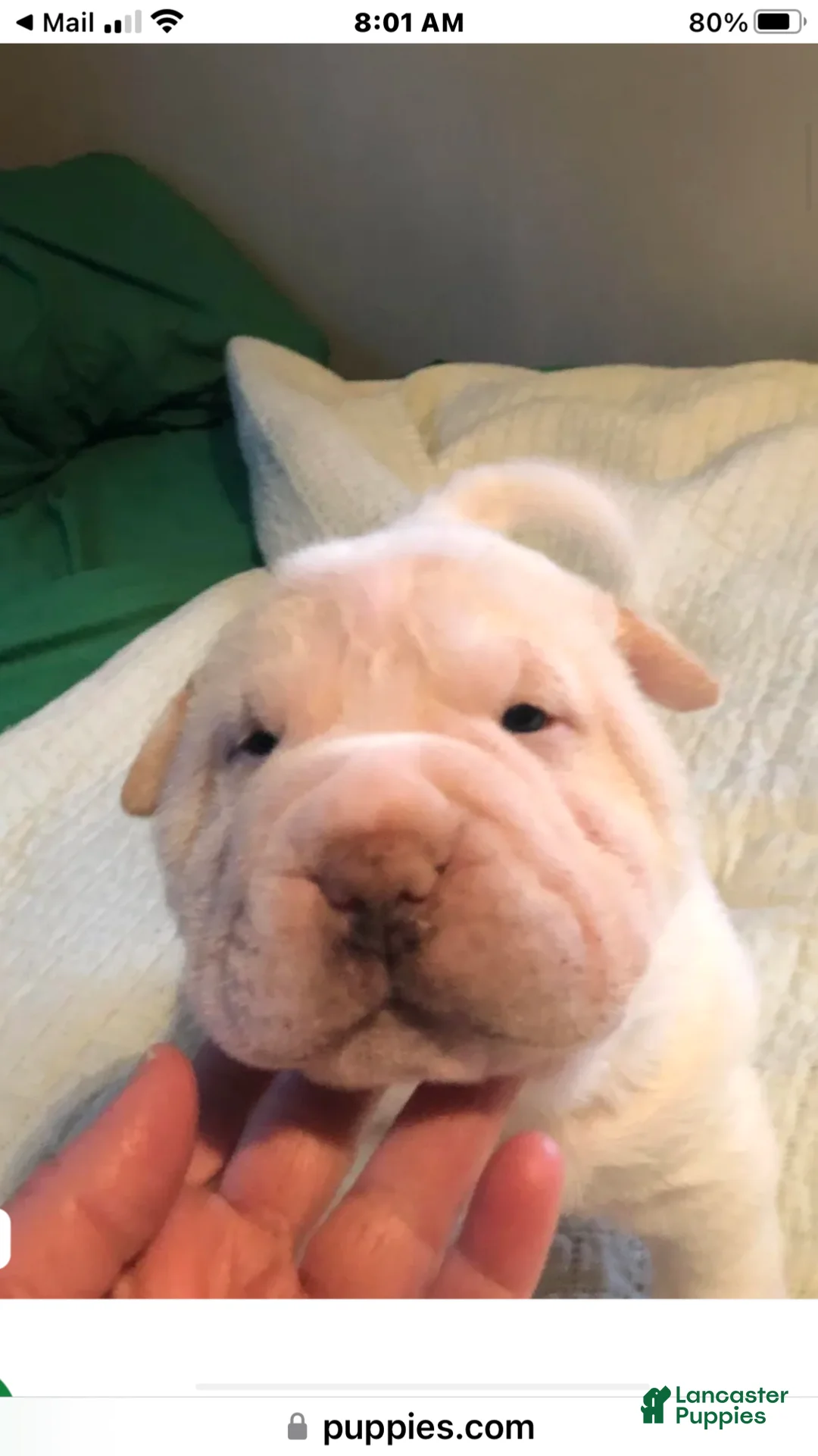 Shar Pei dogs for sale: Shar Pei Puppy 9 - Ad 2