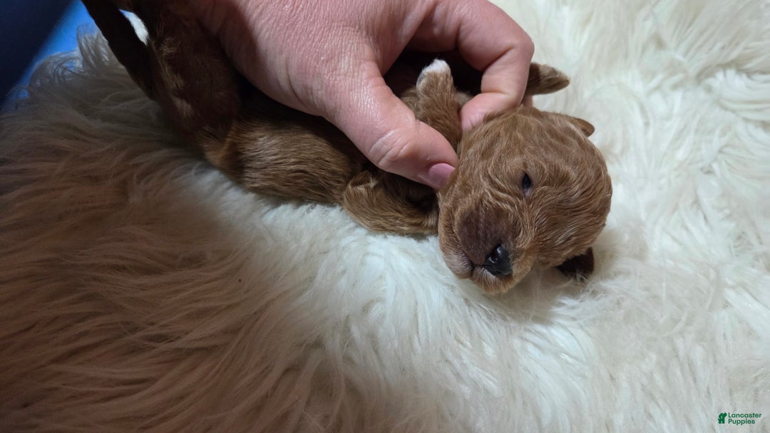 Cavapoo dogs for sale: Trey - Ad 9