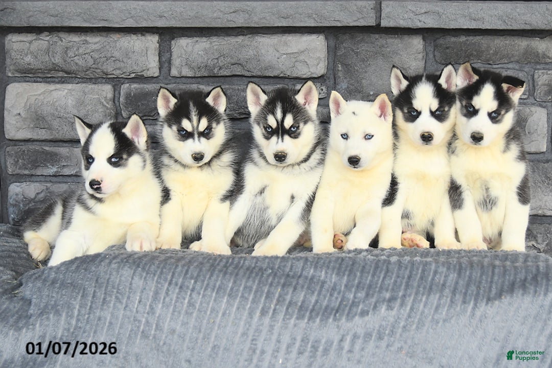 Siberian Husky dogs for sale: Abel - Ad 5