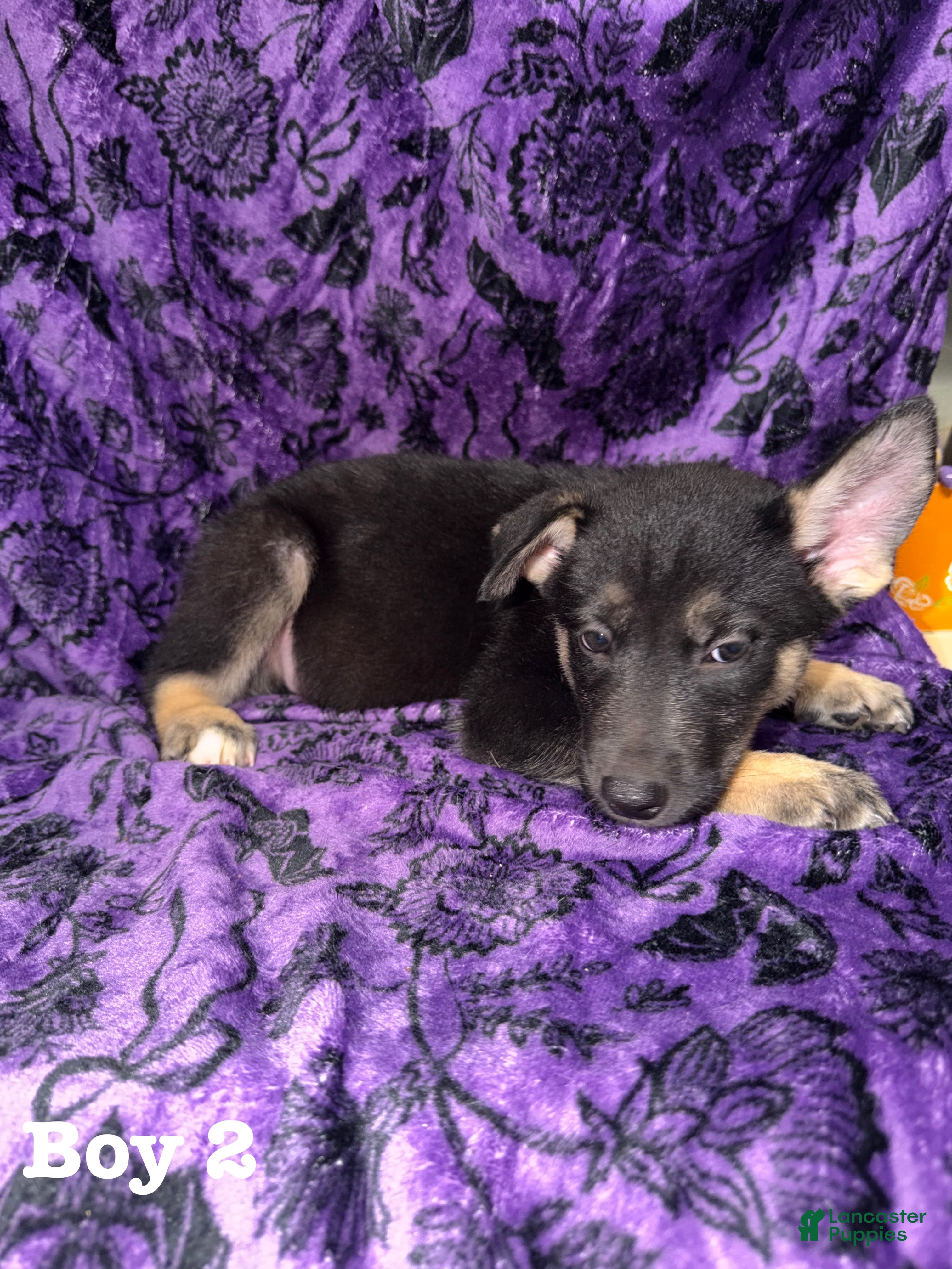 Mixed Breed dogs for sale: Boy 2 - Ad 42