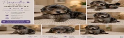 Bernedoodle dogs for sale: Zeus ❤️ blue merle micro mini bernedoodle  - Ad 2