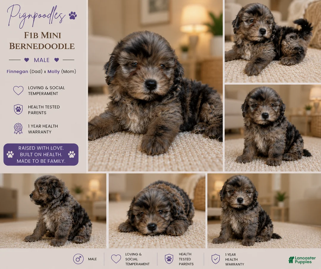 Bernedoodle dogs for sale: Zeus ❤️ blue merle micro mini bernedoodle  - Ad 2