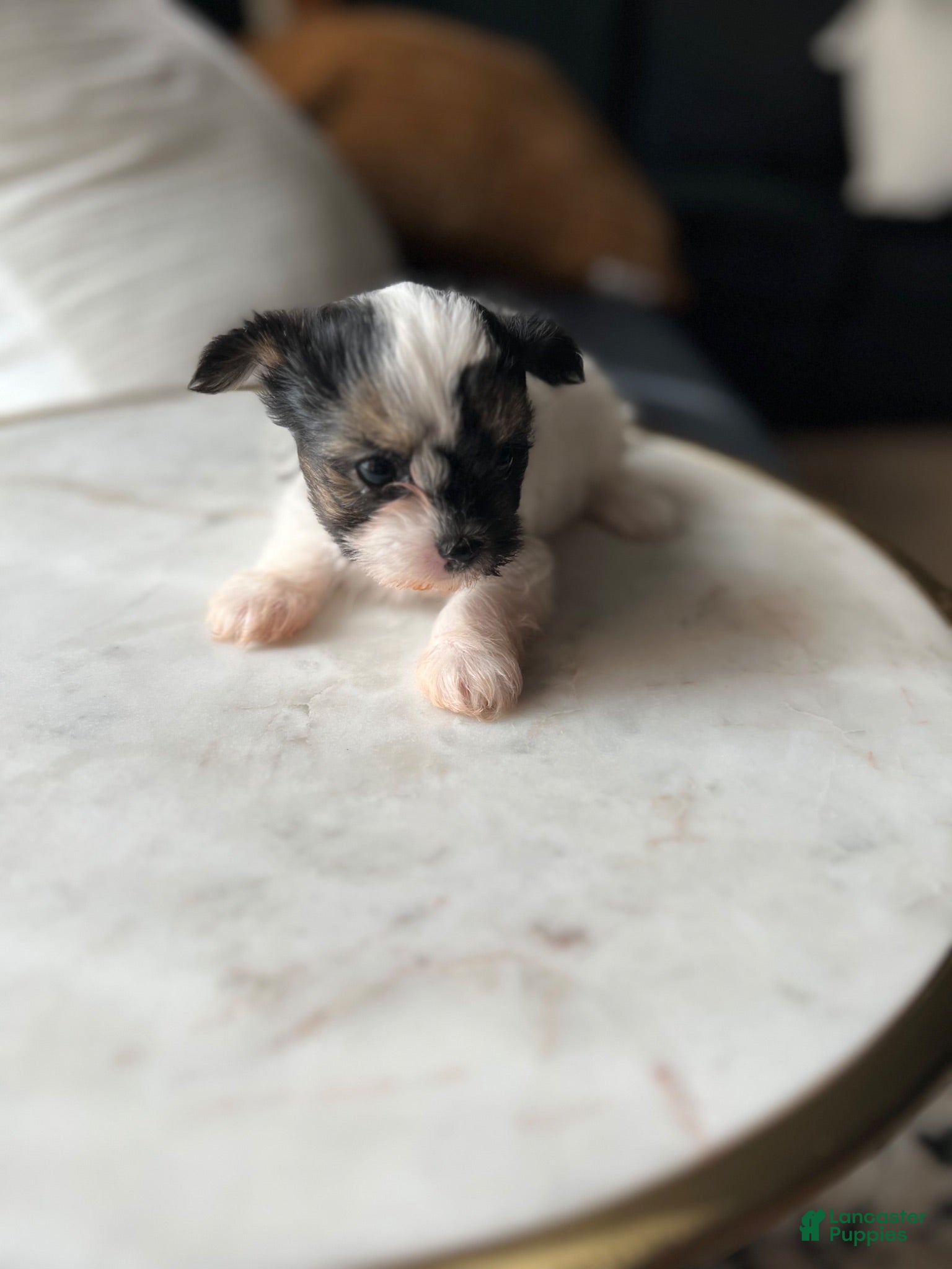 Mixed Breed dogs Mixed Breed 2 - Ad 21