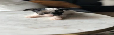 Mixed Breed 2