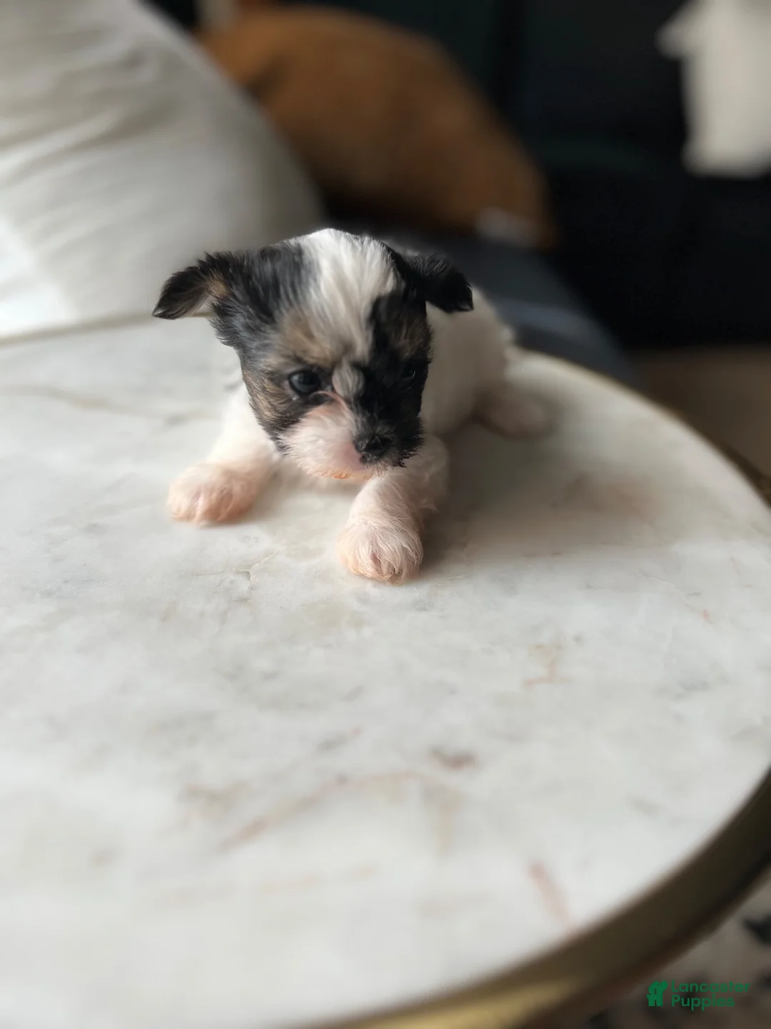 Mixed Breed dogs for sale: Mixed Breed 2 - Ad 1