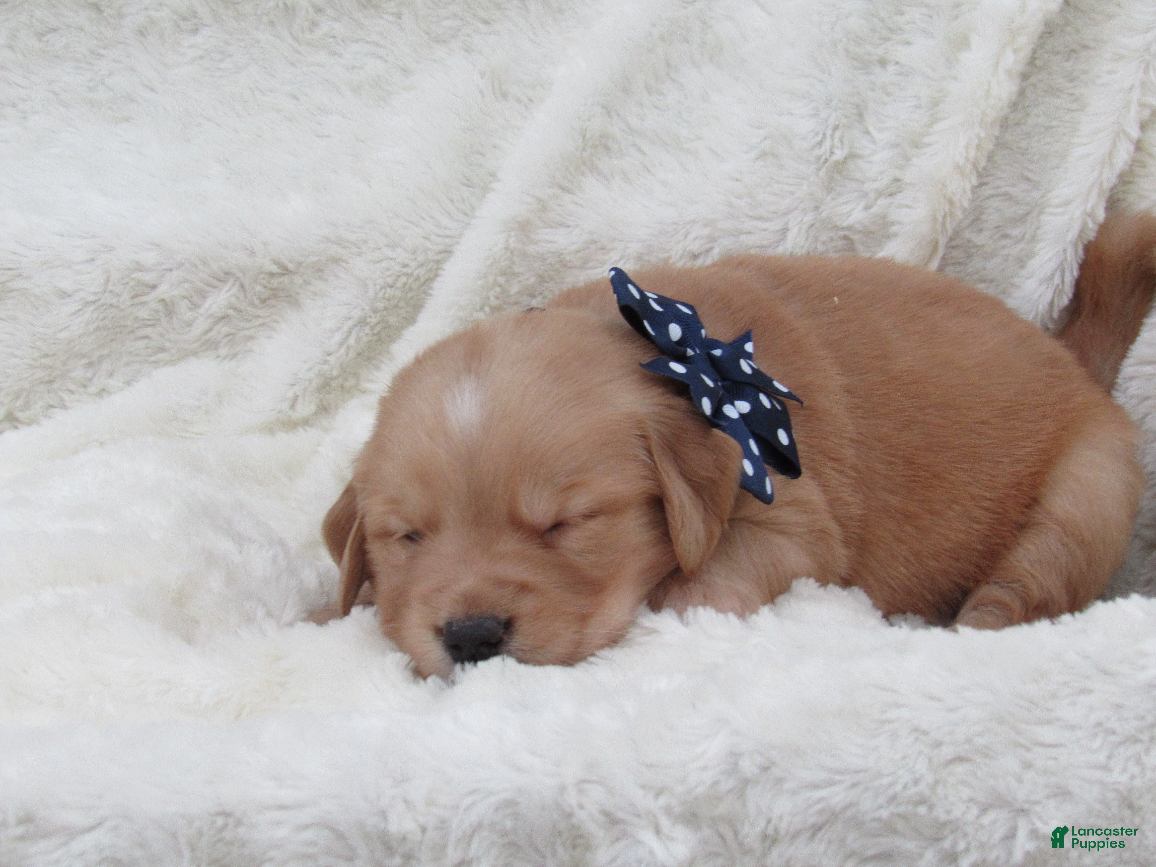 Golden Retriever dogs LYLE - Ad 2