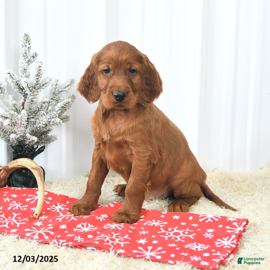 Irish Setter dogs Buddy - Ad 10