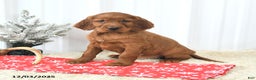 Irish Setter dogs for sale: Buddy - Ad 1