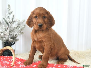 Irish Setter dogs Buddy - Ad 1
