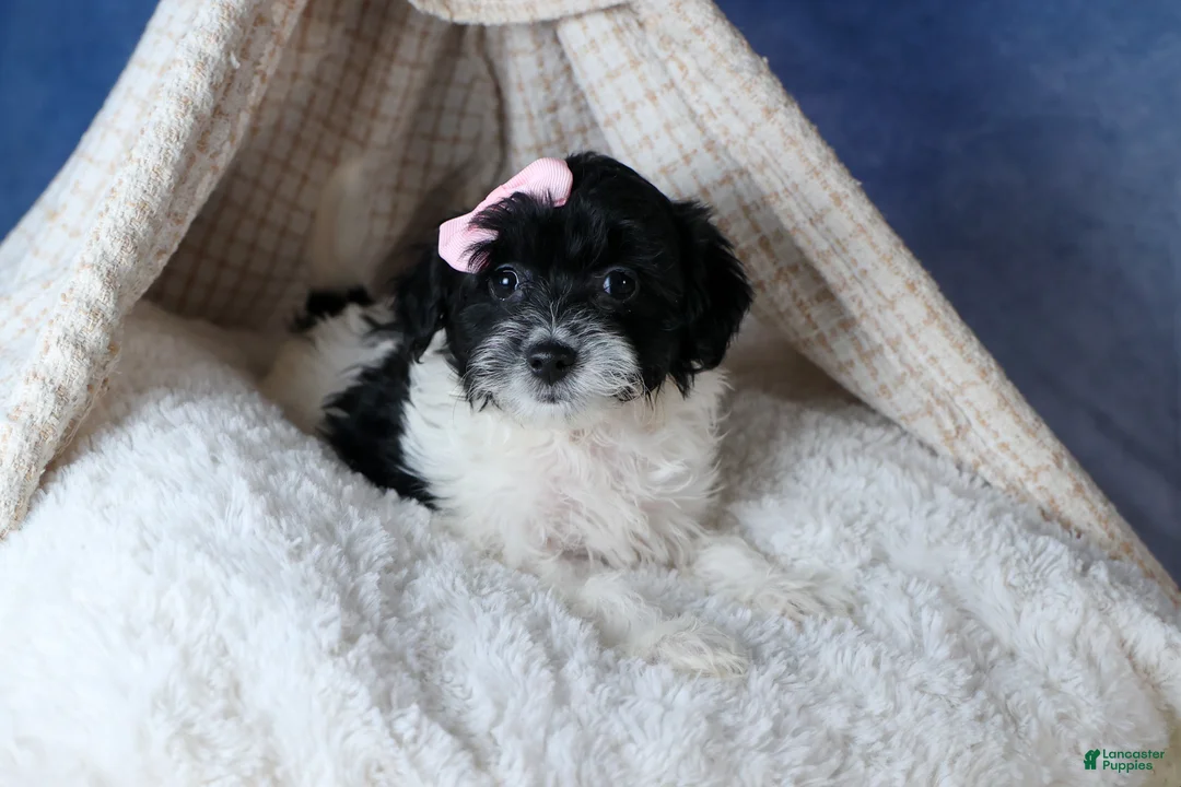 Havapoo dogs for sale: FREDA - Ad 14