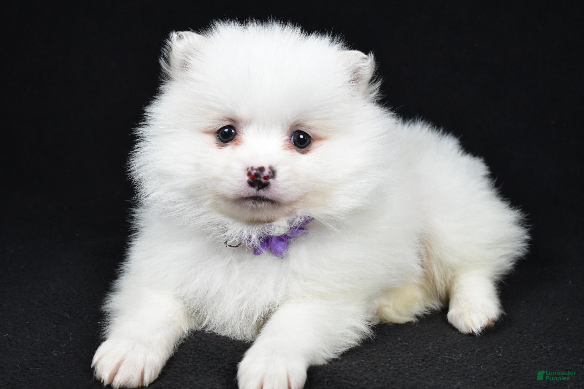 Pomeranian dogs Piper - Ad 2