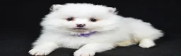Pomeranian dogs for sale: Piper - Ad 2