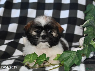 Shih Tzu dogs Darlene - Ad 30