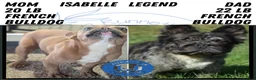 French Bulldog dogs for sale: Kya - Ad 7