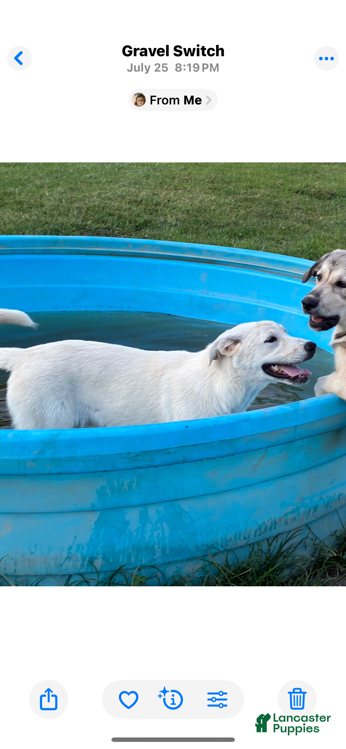 Mixed Breed dogs Mixed Breed Puppy 5 - Ad 29