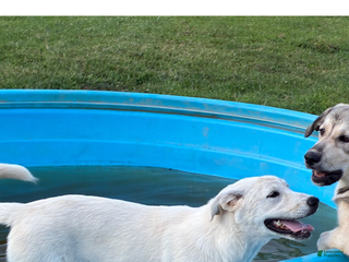 Mixed Breed dogs Mixed Breed Puppy 5 - Ad 23