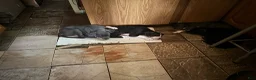 Mixed Breed dogs for sale: Baby 5 - Ad 11